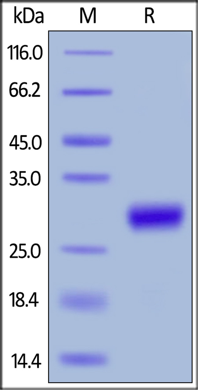 Mouse CD27 Ligand, His Tag (active trimer) (MALS verified) on SDS-PAGE under reducing (R) condition. The gel was stained overnight with Coomassie Blue. The purity of the protein is greater than 95%.